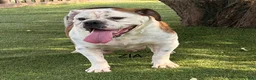 English Bulldog dogs for sale: Zeb - Ad 8