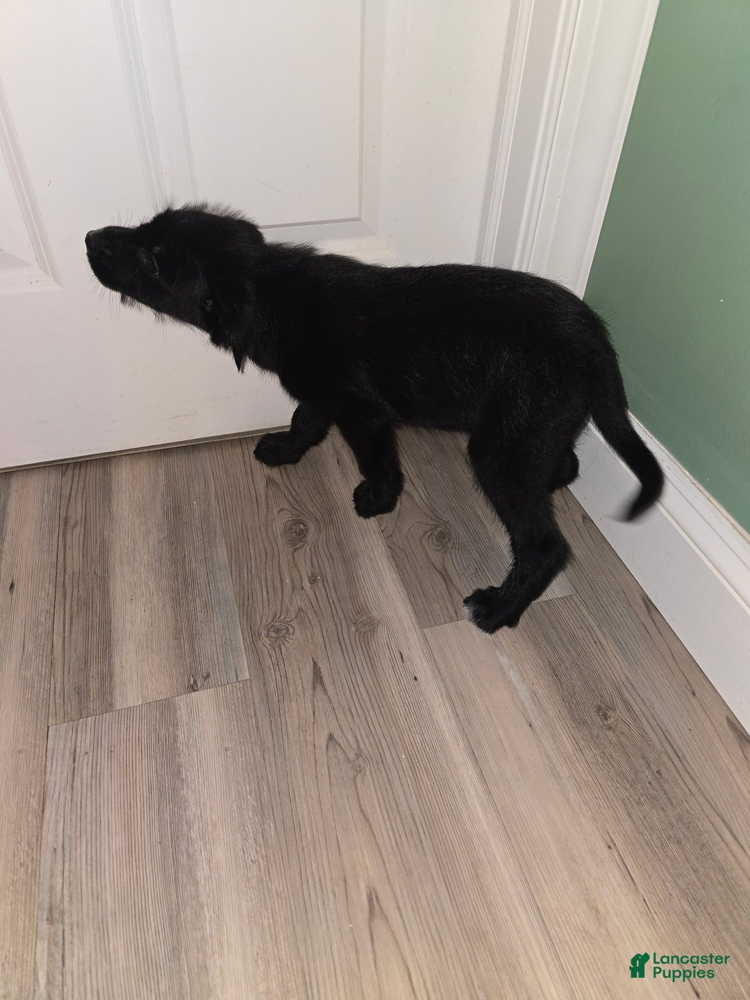 Mixed Breed dogs for sale: Male 2 - Ad 5