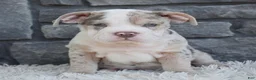 Beabull dogs for sale: Bailey  - Ad 4