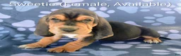 Basset Hound dogs for sale: Sweetie  - Ad 2