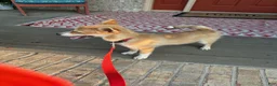 Pomsky dogs for sale: Hugo - Ad 7