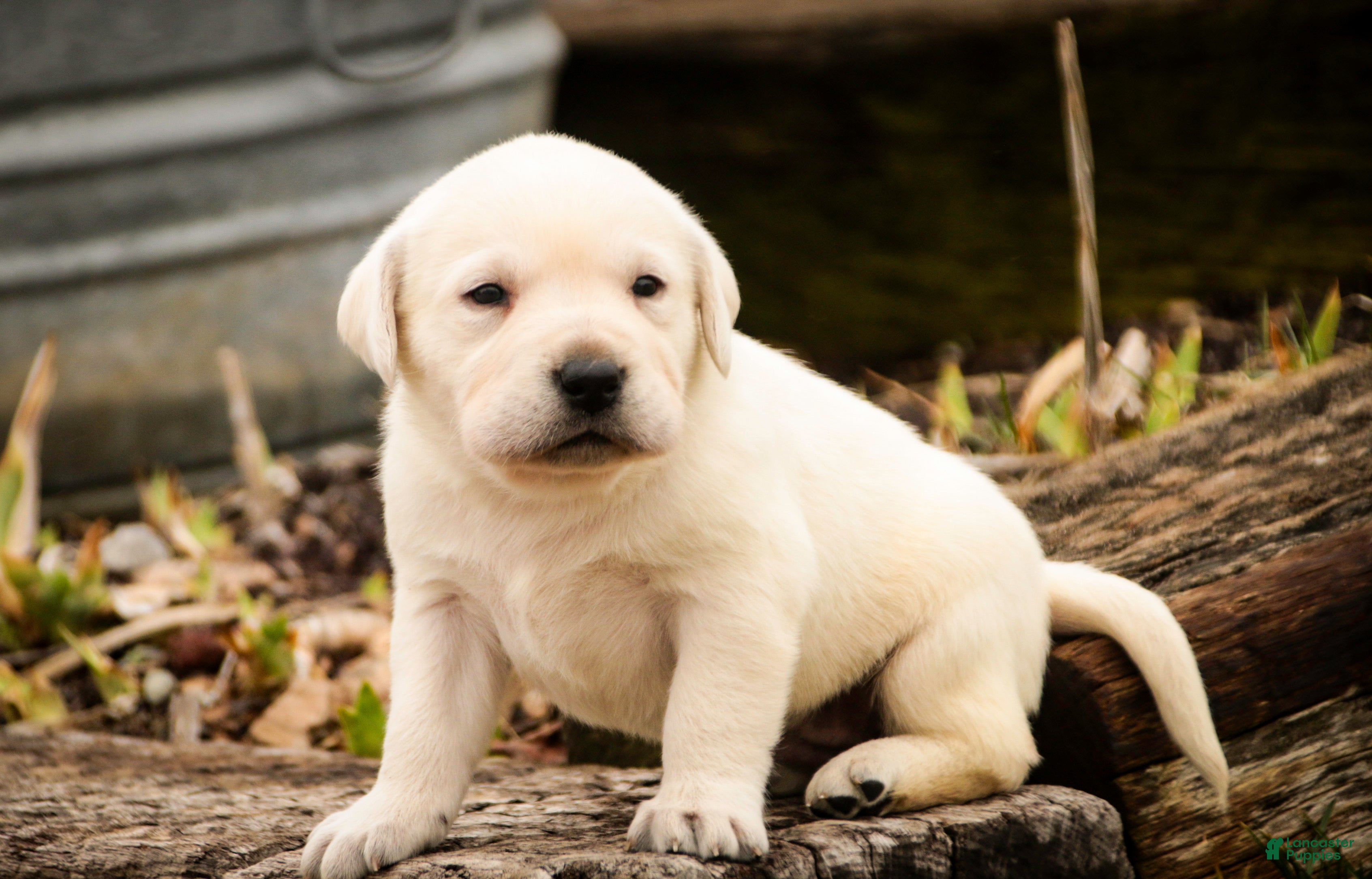 Labrador Retriever dogs Sharlotte - Ad 1