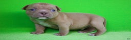 American Bully dogs for sale: Lilac Male - Ad 5