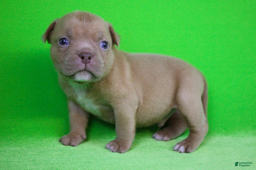 American Bully dogs for sale: Lilac Male - Ad 5