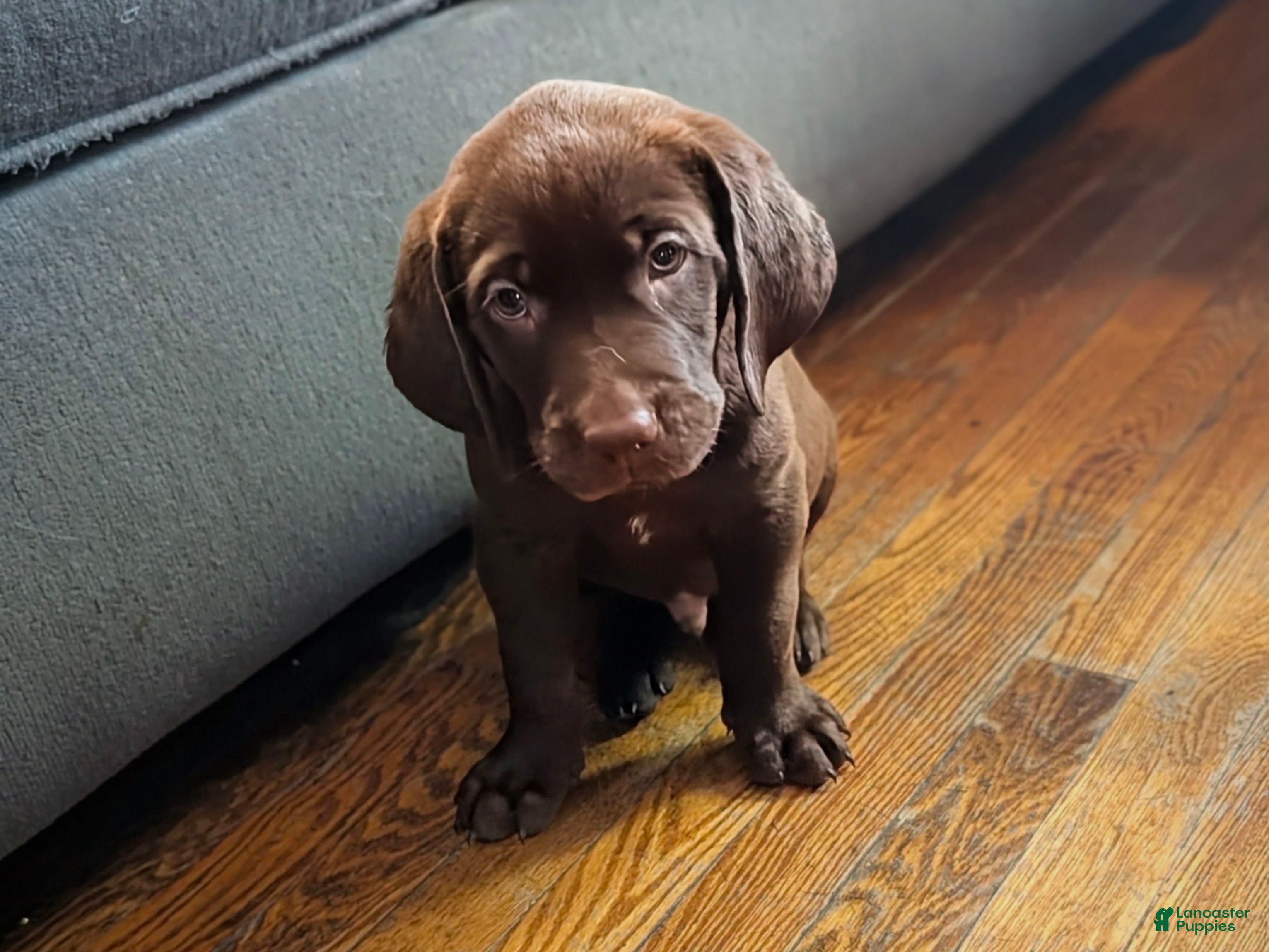 Labrador Retriever dogs Labrador Retriever 1 - Ad 36
