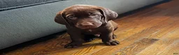 Labrador Retriever dogs for sale: Labrador Retriever 1 - Ad 1