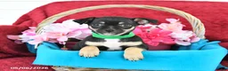 Mixed Breed dogs for sale: Buster - Ad 1