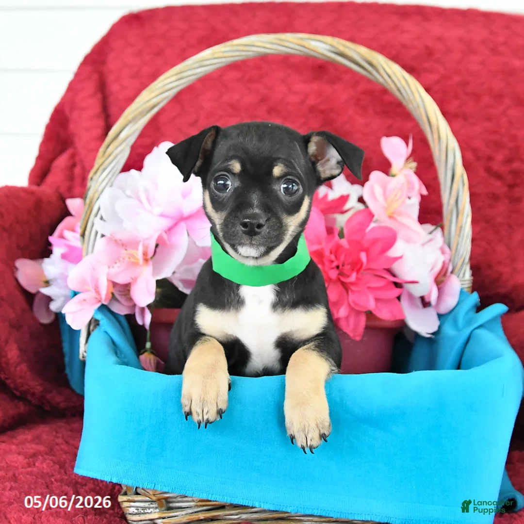 Mixed Breed dogs for sale: Buster - Ad 1