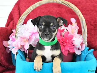 Mixed Breed dogs for sale: Buster - Ad 2