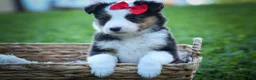 Mixed Breed dogs for sale: Goose🐾 - Ad 5