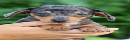 Miniature Dachshund dogs for sale:  Zino 🐕 - Ad 8