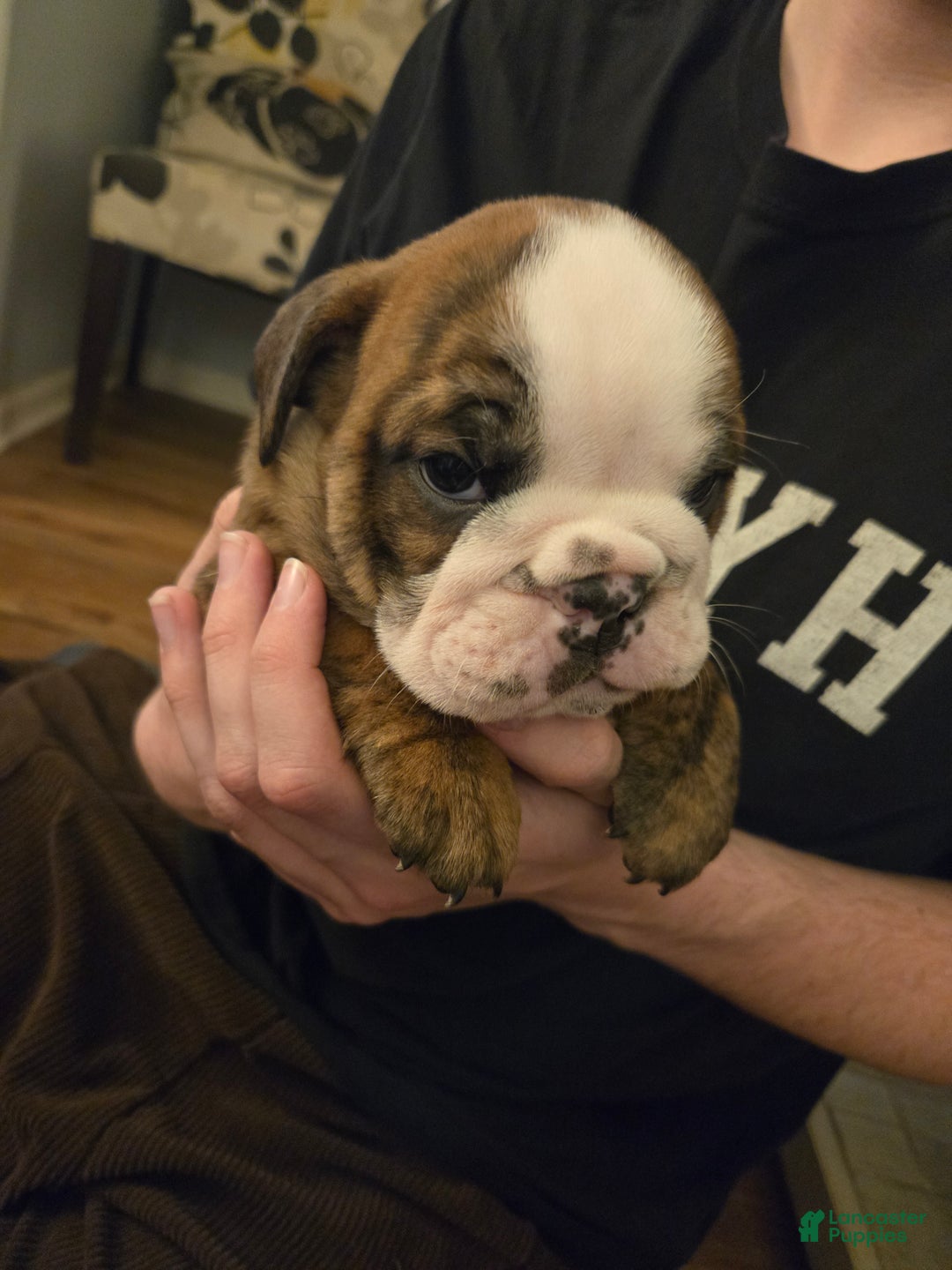 English Bulldog dogs for sale: Charlie Brown - Ad 2