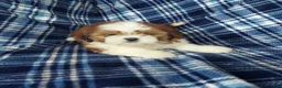 Shih Tzu dogs for sale: DOLLY - Ad 9