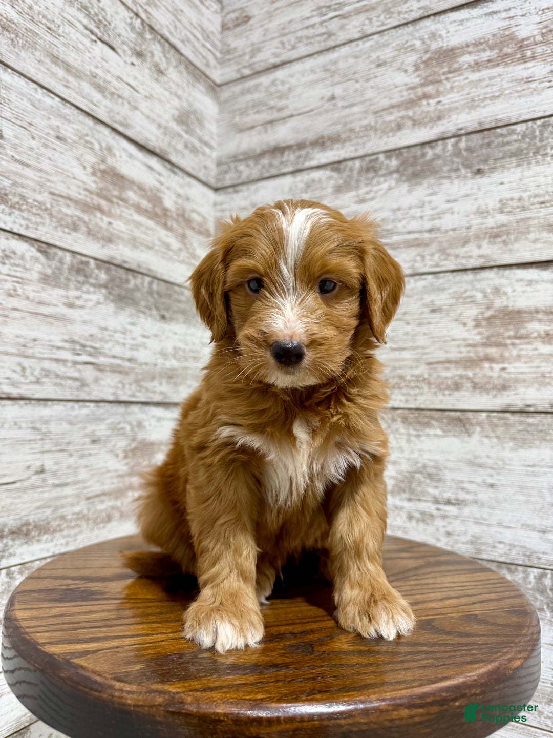 Mini Goldendoodle dogs for sale: Liam - Ad 4