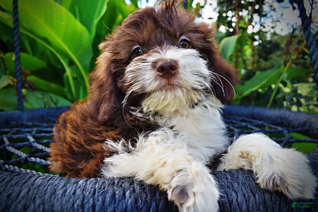 Havapoo dogs for sale: Diva - Ad 2