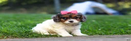 Cavapoo dogs for sale: Everest - Ad 3