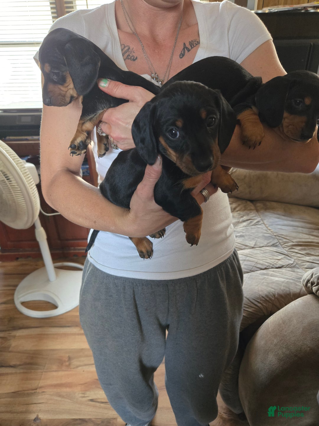 Dachshund dogs for sale: Dachshund Puppy 7 - Ad 5