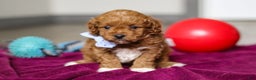 Cavapoo dogs for sale: Ike - Ad 5