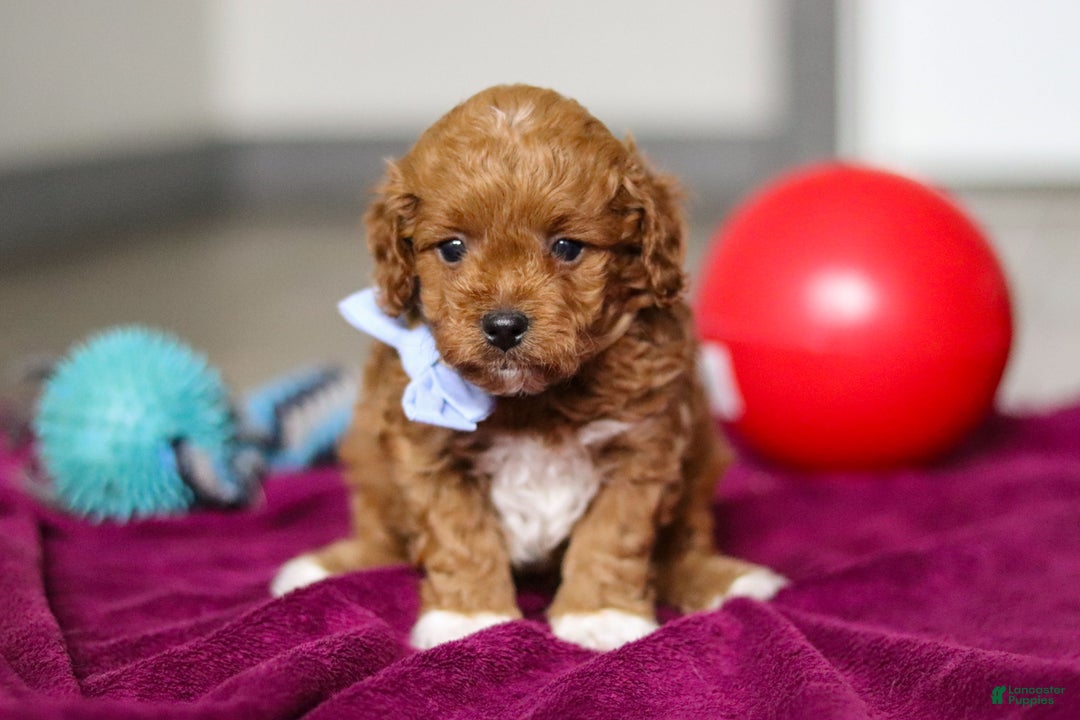 Cavapoo dogs for sale: Ike - Ad 5