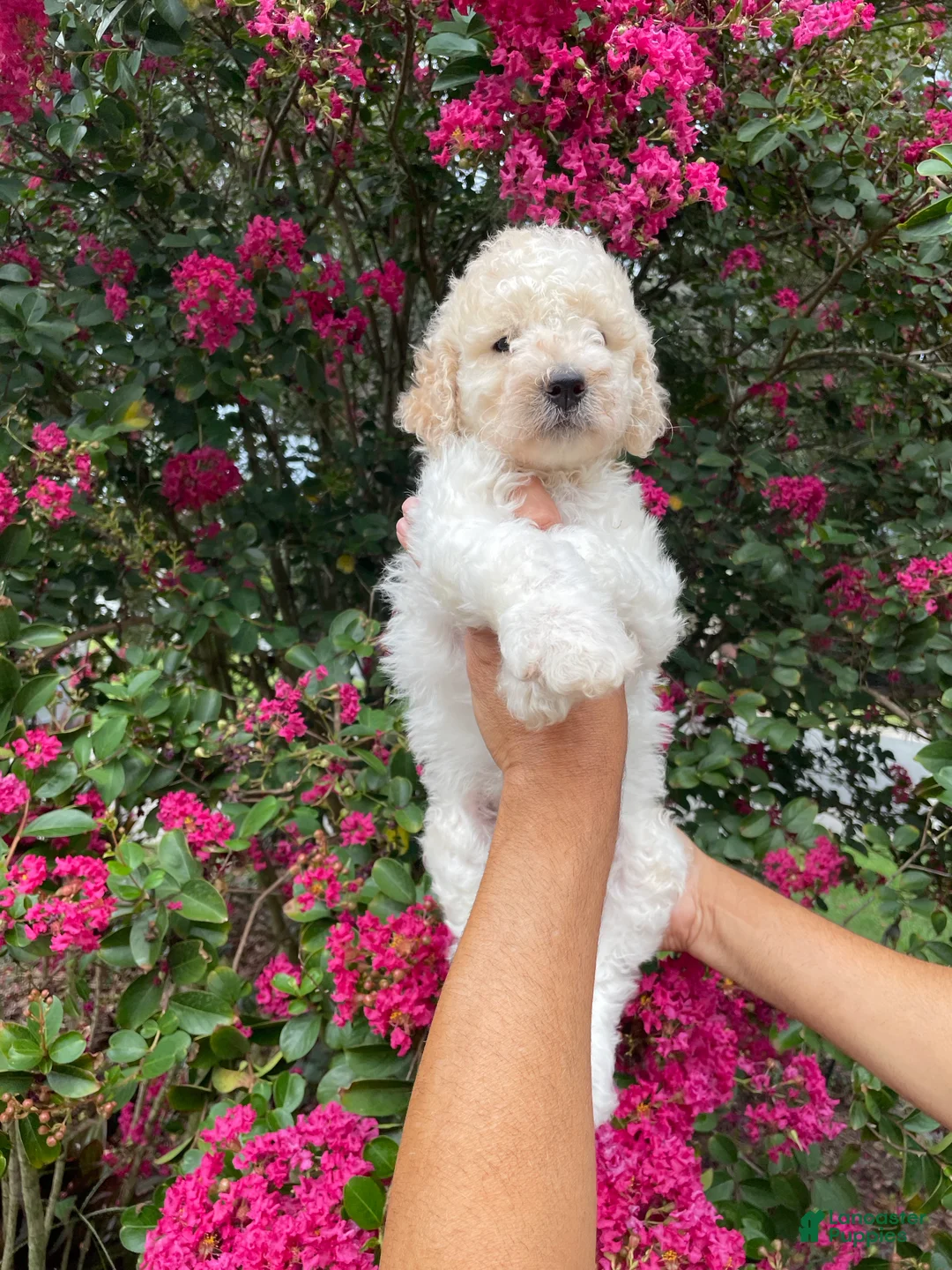Goldendoodle dogs for sale: Daisy - Ad 2