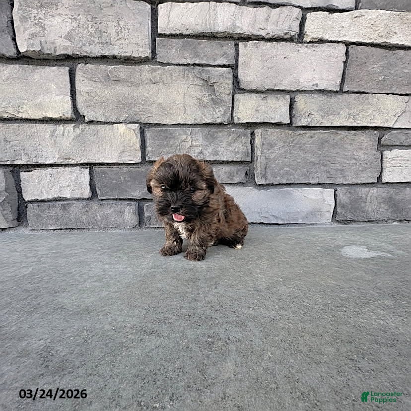 Shihpoo dogs Mason - Ad 2