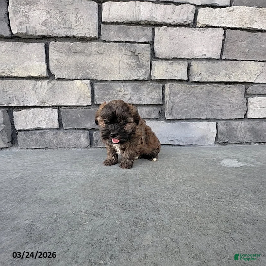 Shihpoo dogs for sale: Mason - Ad 2