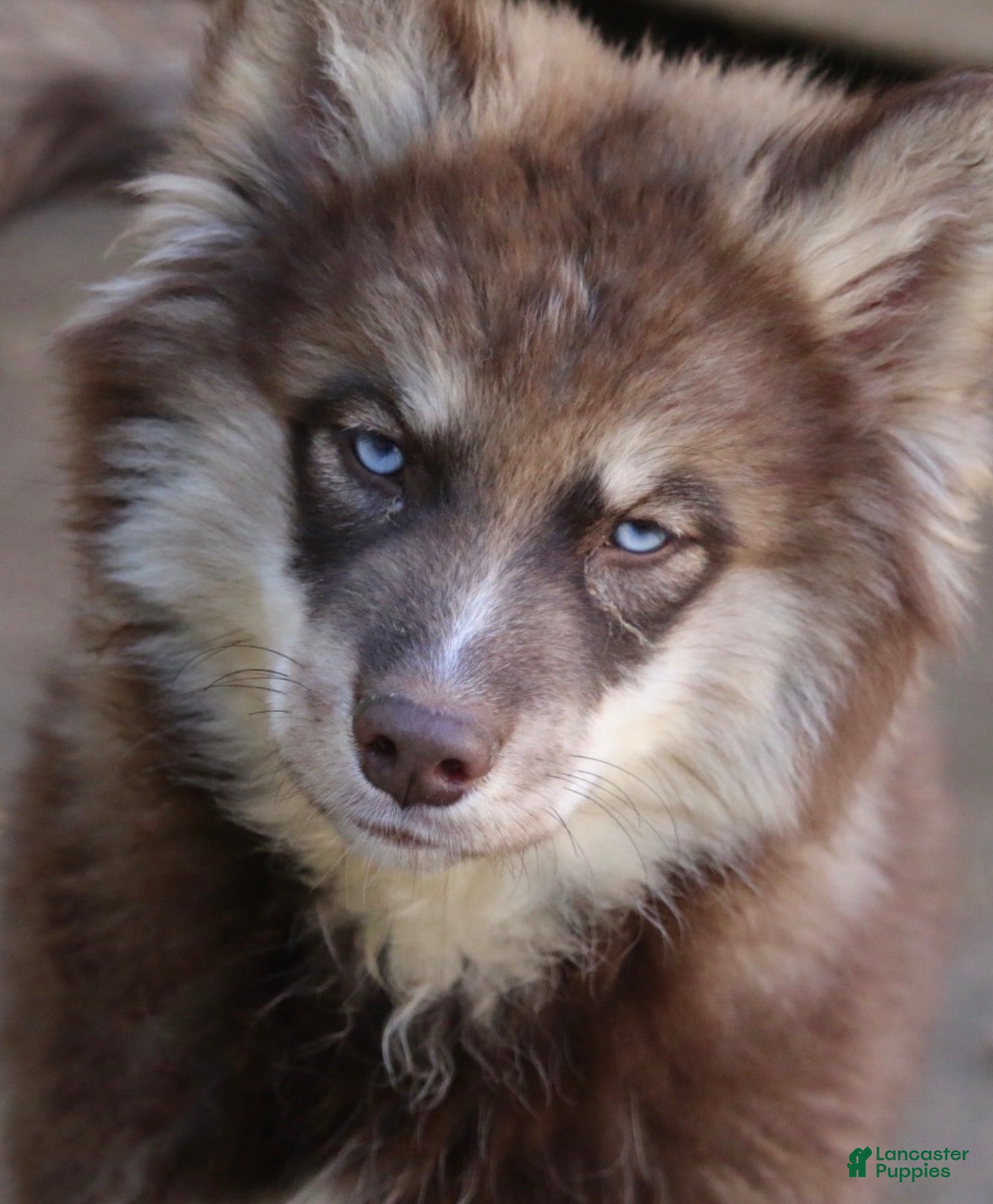 Pomsky dogs for sale: Kipper  - Ad 1