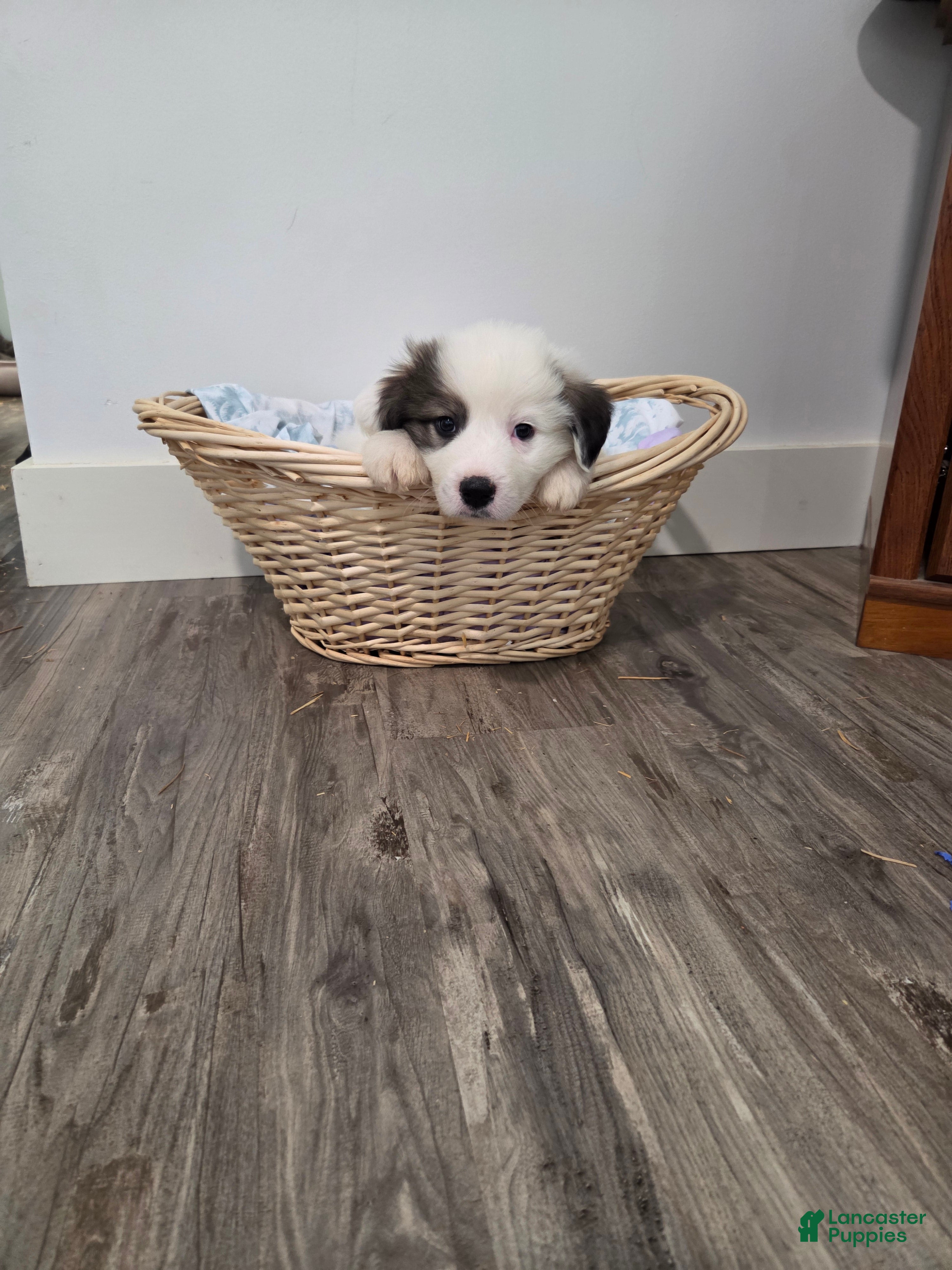 Great Pyrenees dogs Max - Ad 16