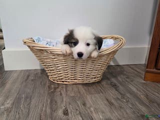 Great Pyrenees dogs Max - Ad 16