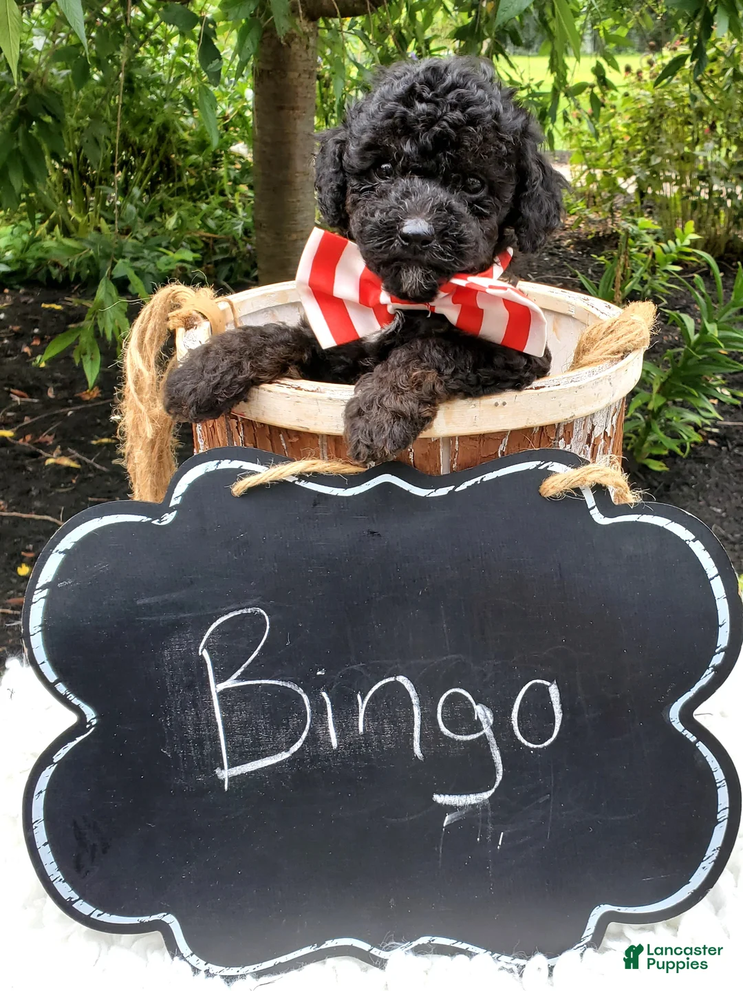 Toy Poodle dogs for sale: Bingo - Ad 4