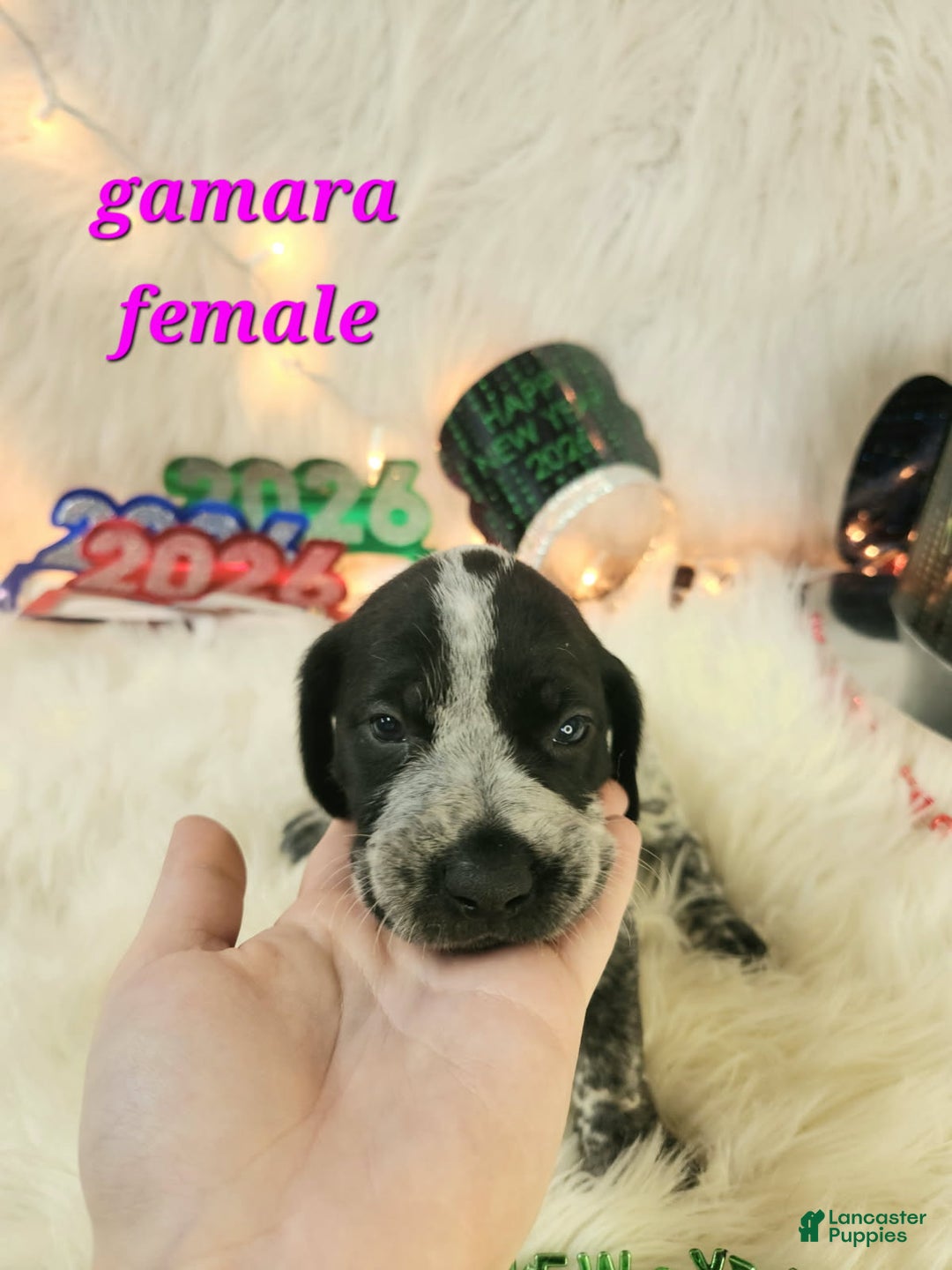 German Shorthaired Pointer dogs for sale: Gamara - Ad 1