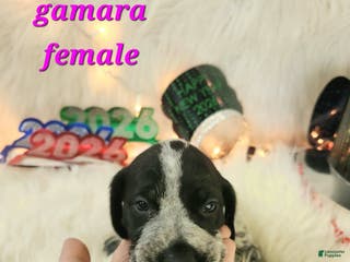 German Shorthaired Pointer dogs Gamara - Ad 38
