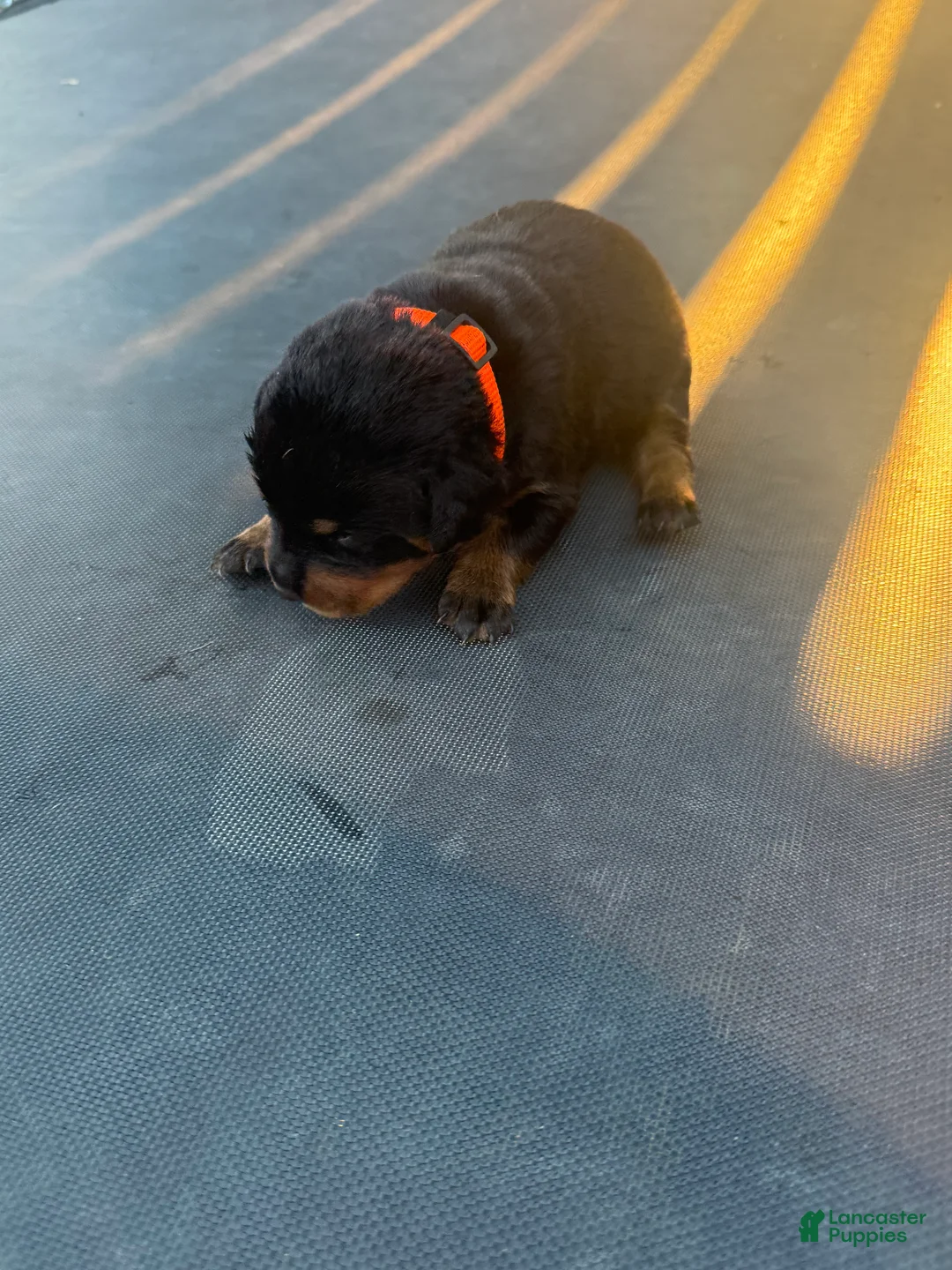 Rottweiler dogs for sale: Rottweiler 10 - Ad 2