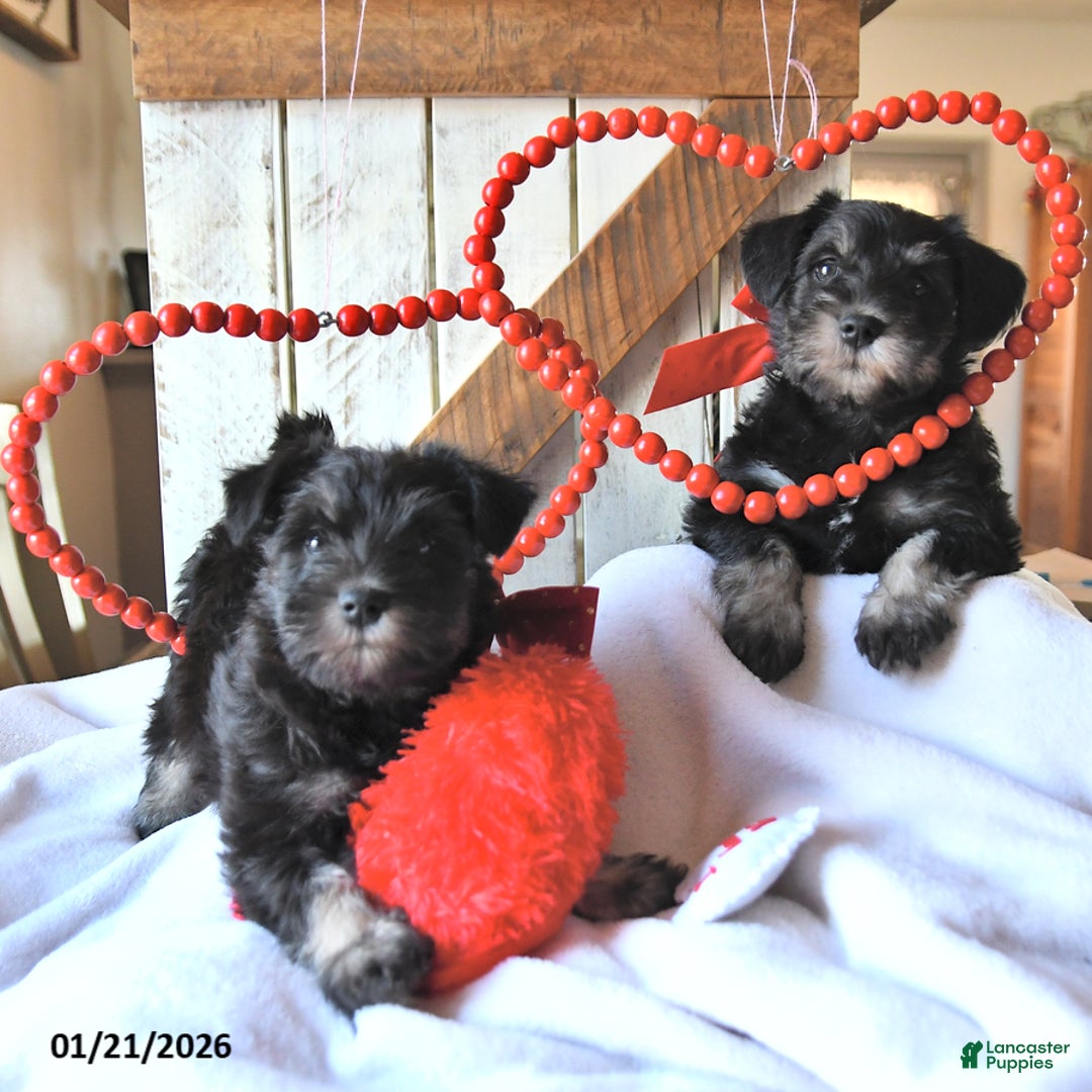 Miniature Schnauzer dogs for sale: Peanut  - Ad 5