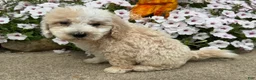 Miniature Poodle dogs for sale: Jimmy - Ad 4