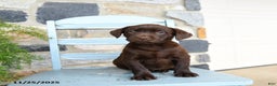 Labrador Retriever dogs for sale: Crouton - Ad 2