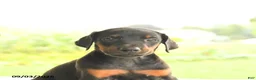 Doberman Pinscher dogs for sale: Autumn - Ad 5