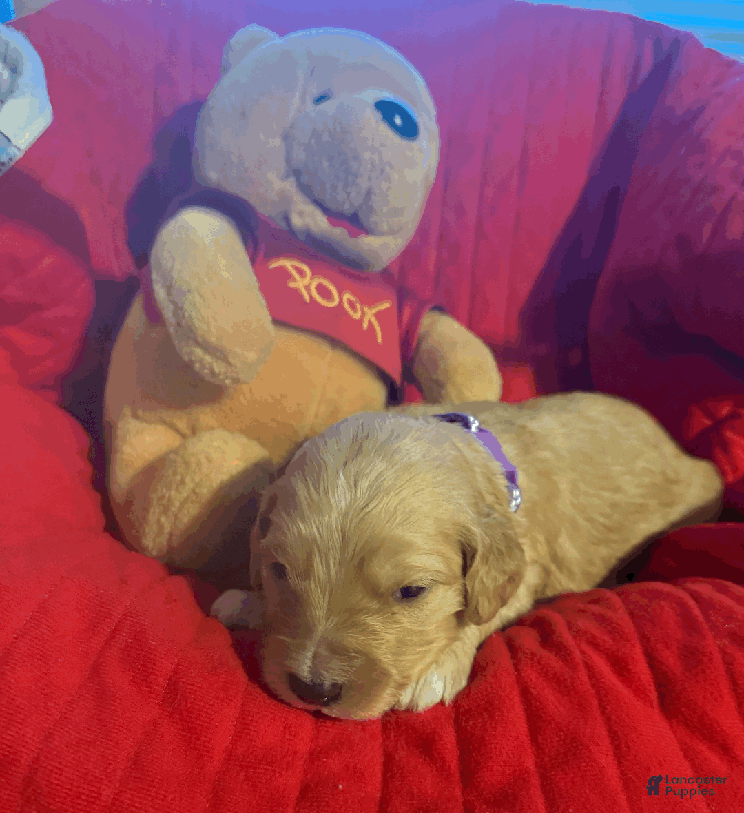 Goldendoodle dogs for sale: Purple - Ad 1