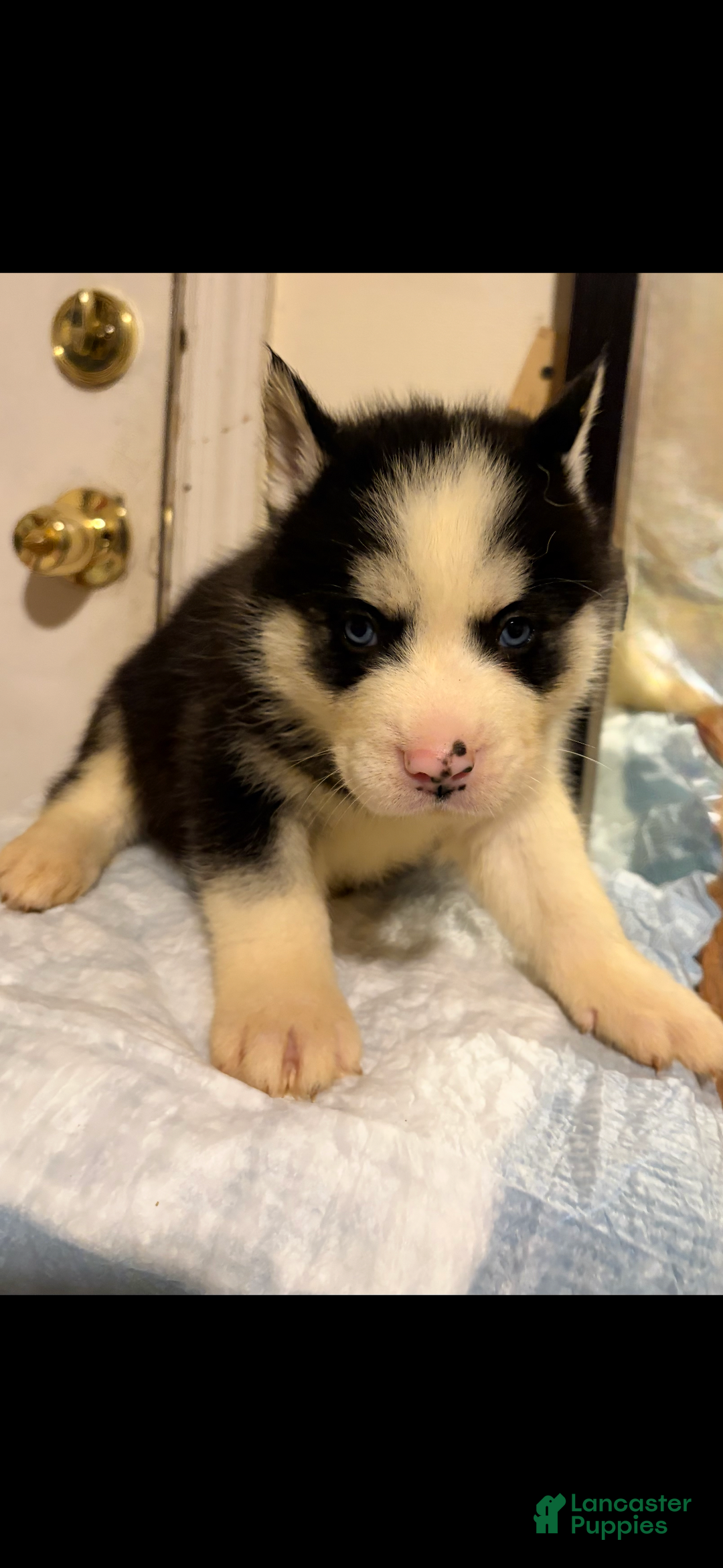 Mixed Breed dogs for sale: jr  - Ad 1