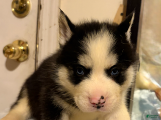 Mixed Breed dogs jr - Ad 23