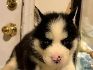 Mixed Breed dogs jr - Ad 23