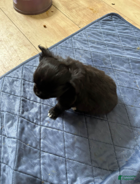 Chihuahua dogs Ebony - Ad 2