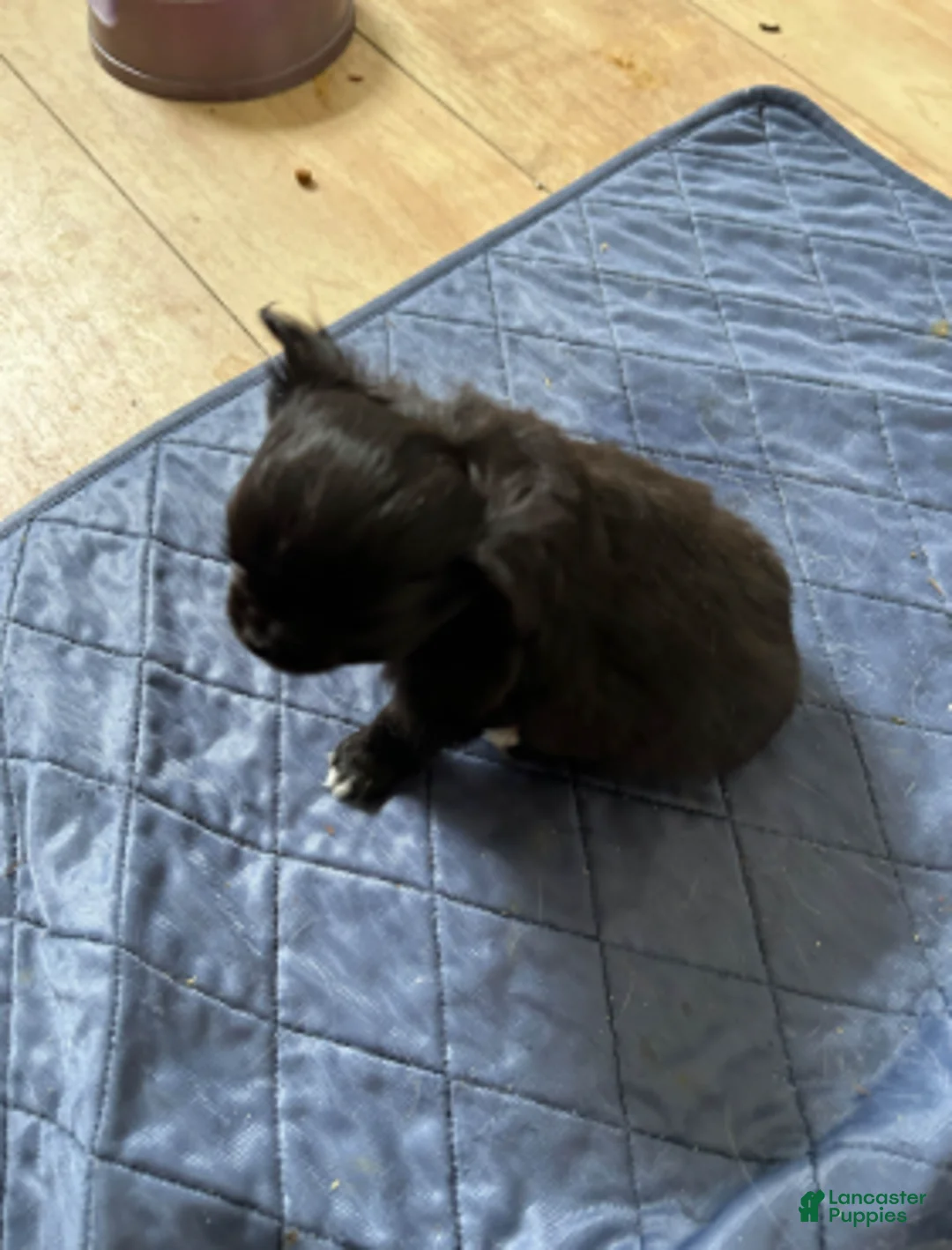 Chihuahua dogs for sale: Ebony - Ad 2