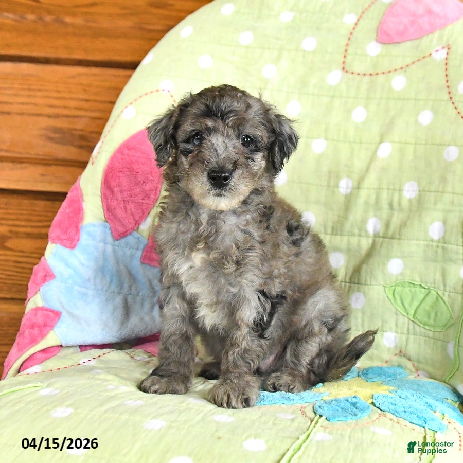 Mini Goldendoodle dogs Kristopher - Ad 2