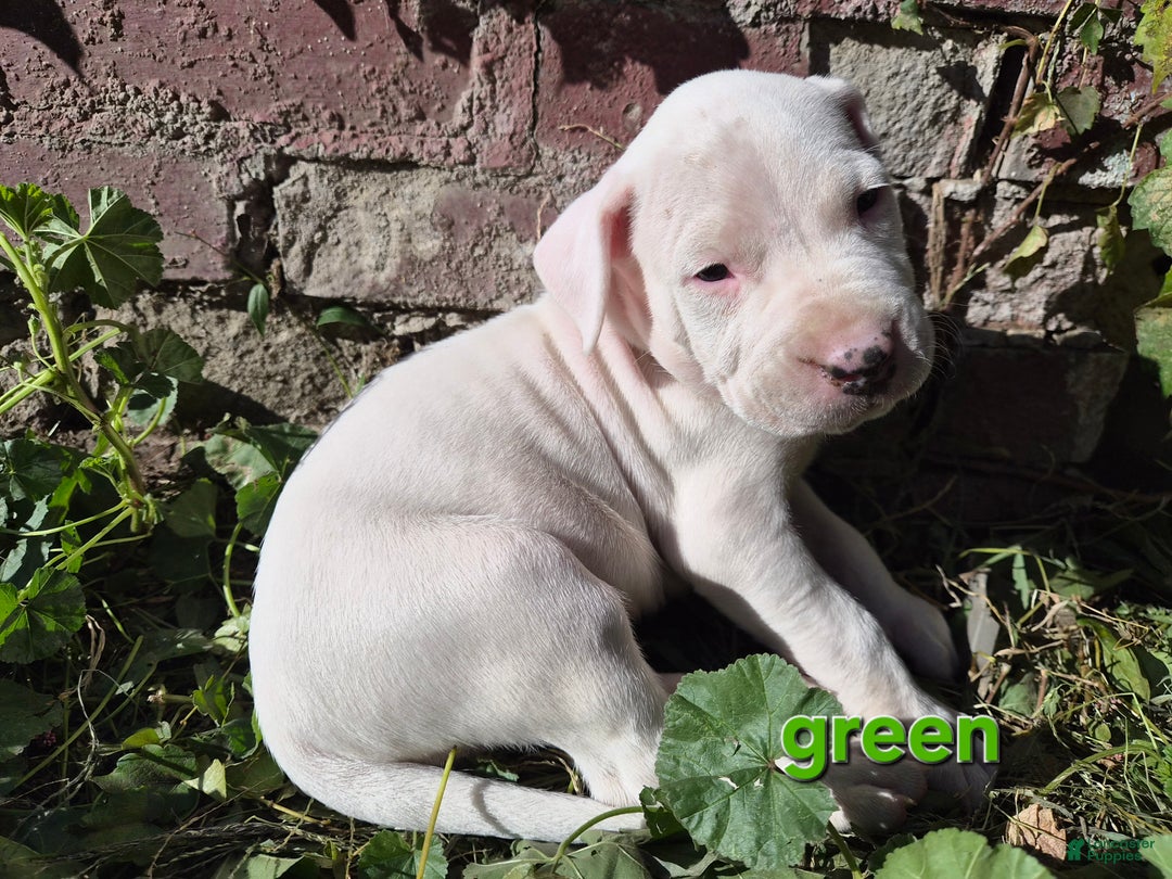 Dogo Argentino dogs for sale: Dogo Argentino Puppy 4 - Ad 3