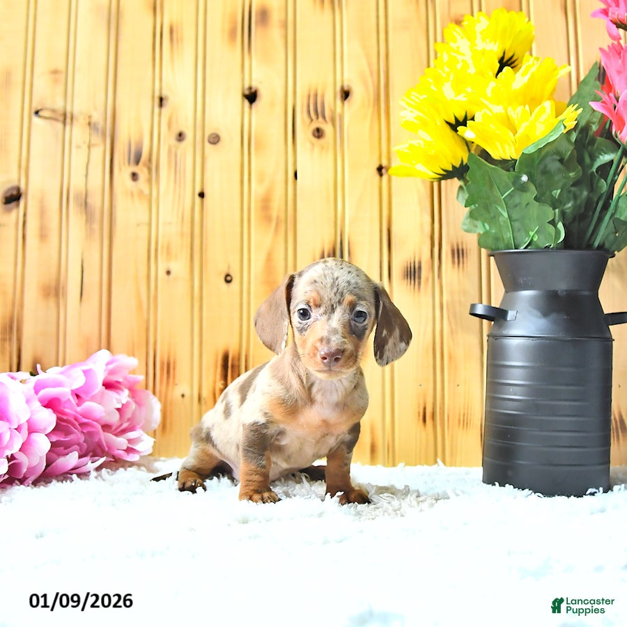 Miniature Dachshund dogs Mercy - Ad 34