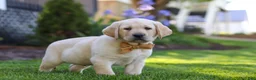 Labrador Retriever dogs for sale: Buster - Ad 4