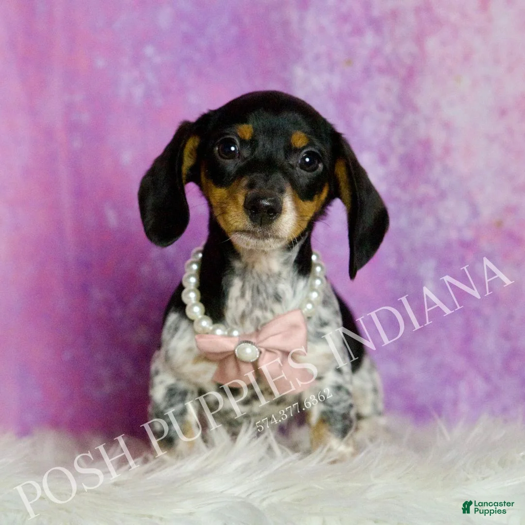 Miniature Dachshund dogs for sale: Dottie - Ad 6