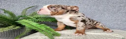 English Bulldog dogs for sale: Fletch - Ad 6
