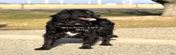 Bernedoodle dogs for sale: Bernedoodle Puppy Bernie - Ad 5